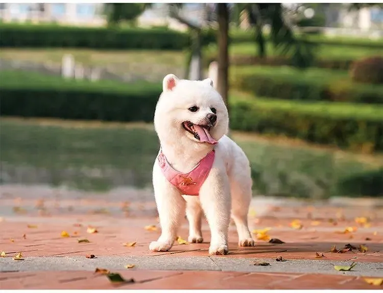 Bio-Based Dog Harness And Leash Set