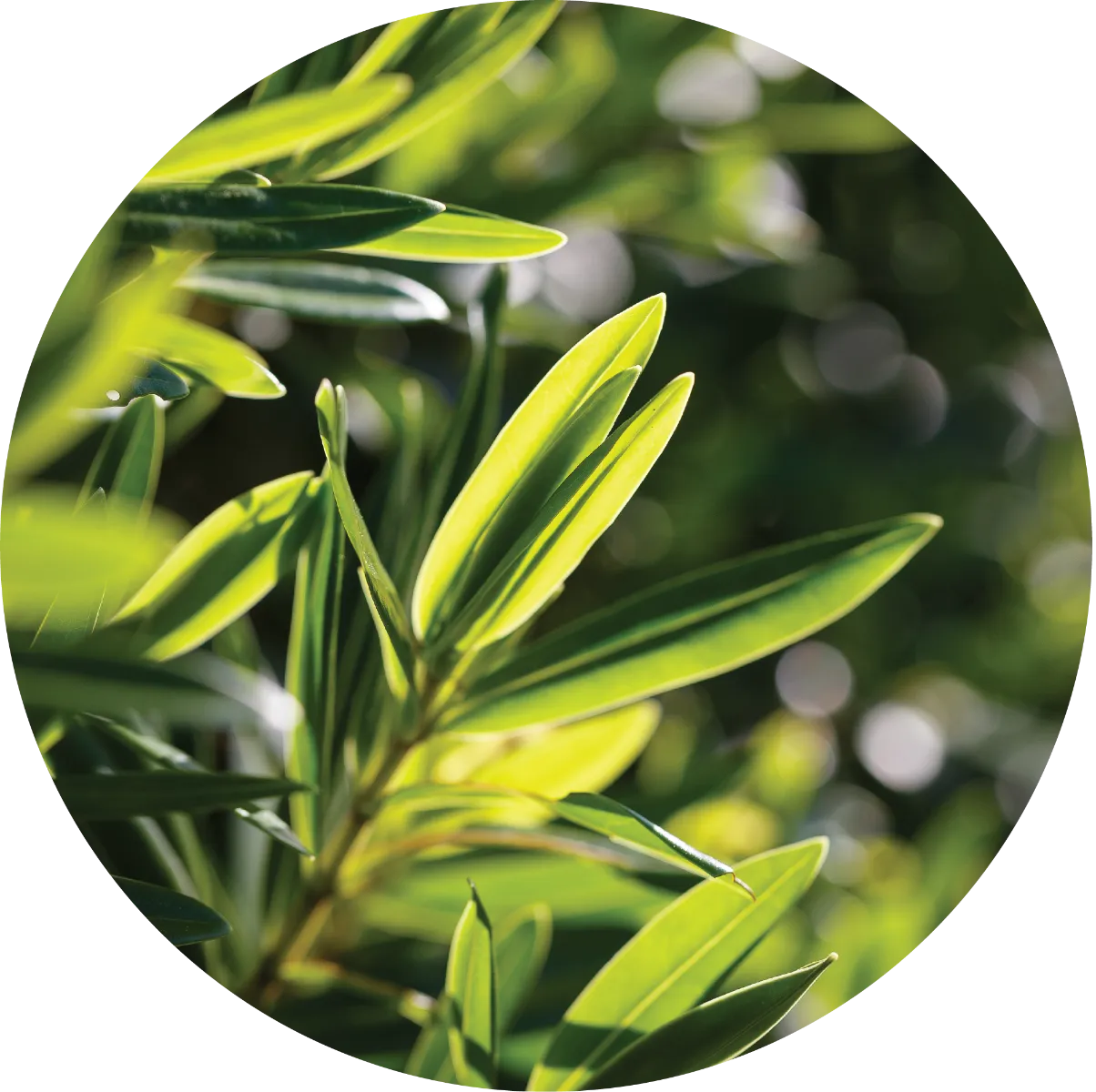 Tea Tree Essential Oil