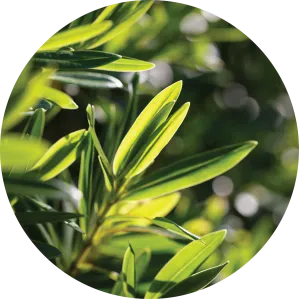 Tea Tree Essential Oil